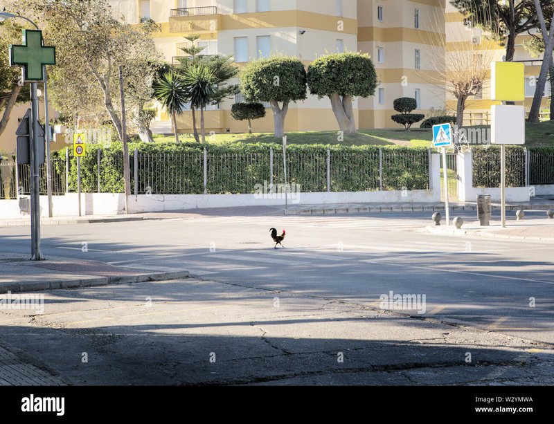 Chicken road game, jugar chicken road